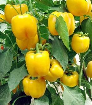 Słodka papryka: uprawa i pielęgnacja od nasion do owoców