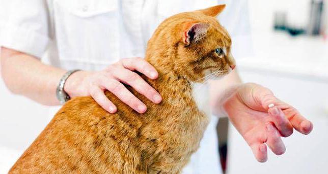 Zapalenie płuc u kota: objawy i leczenie