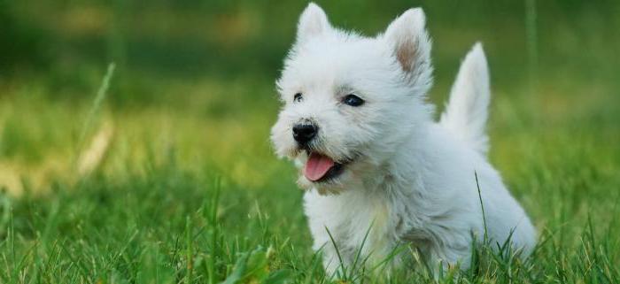 West Highland White Terrier - pies rasy od reklamy 
