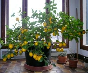 Jak prawidłowo sadzić cytrynę w domu?
