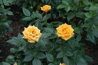 Rootowe róże: sadzenie i pielęgnacja