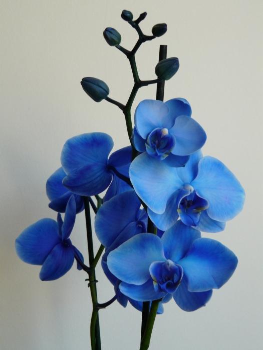 Orchidea niebieska - zagraniczne piękno