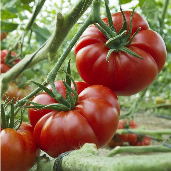 Pomidor Marmande. Opis odmiany