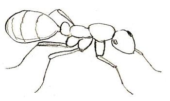 jak narysować ołówek mrówki 