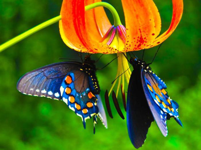Jak jedzą motyle: co jedzą na wolności i w domu?