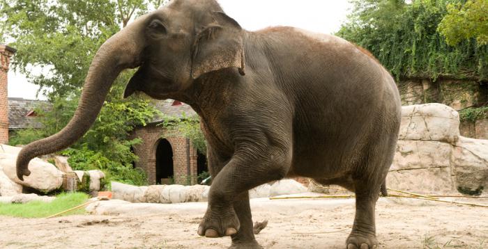 Słoń Słoń afrykański i indyjski: główne różnice i podobieństwa
