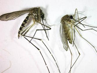 Dzikość: dlaczego komary piją krew i dlaczego umierają?